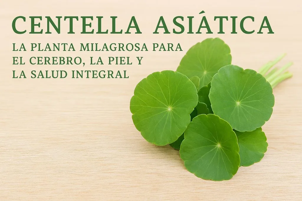 Centella Asiática planta medicinal beneficios